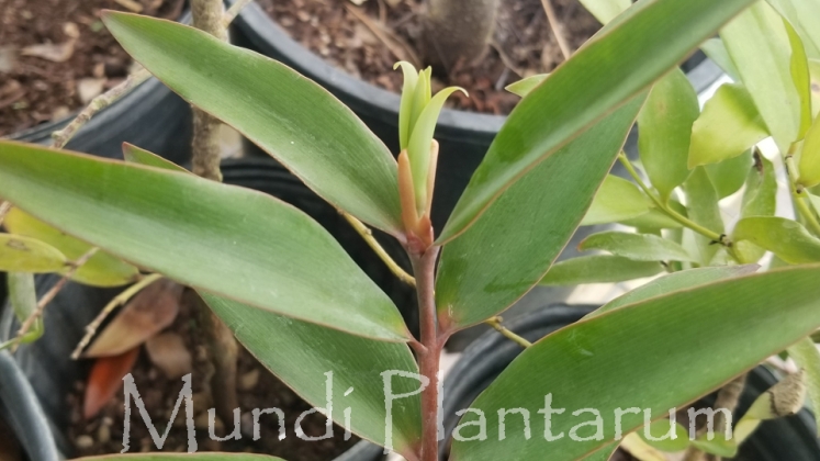 Agathis silbae Mundi Plantarum